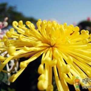 教你养好菊花的方法