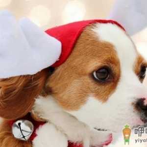 最适合狗狗生活的适宜温度 新生小狗应注意保温
