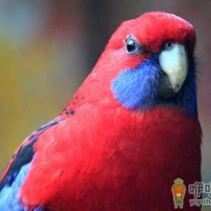 东玫瑰鹦鹉的饲养方法 东玫瑰鹦鹉的繁殖方法