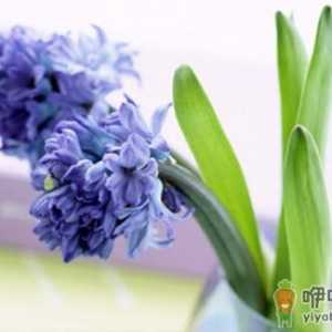 风信子可以水养吗？风信子的水养方法