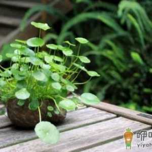 铜钱草的具体养护方法