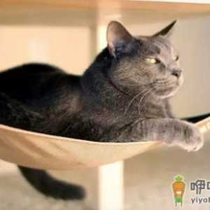 猫床的选择很重要
