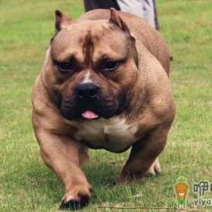 恶霸犬是怎样的？恶霸犬怎样喂养？