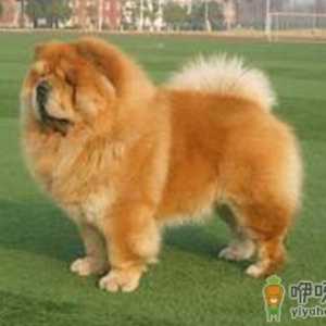 挑选标准松狮犬前必看技巧