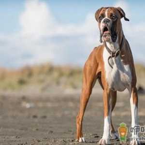 拳师犬的简介-拳师犬怎么喂养？