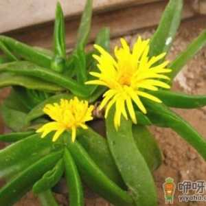 佛手掌的风水学应用-佛手掌在家居中的作用
