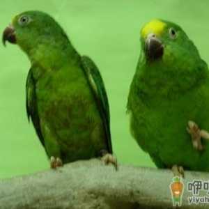 鳞头鹦鹉的饲养方法 鳞头鹦鹉的价格