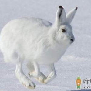 北极兔的简介-北极兔是什么？