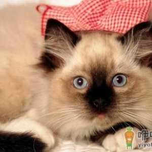 饲养猫咪需要注意正确习性的培养