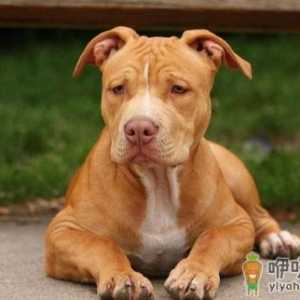 比特犬多少钱一只？比特犬是什么狗？
