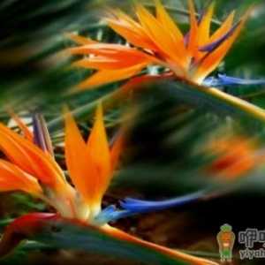 天堂鸟花的养殖方法-天堂鸟花简介