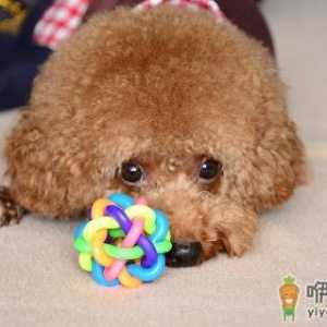 泰迪怎么养？泰迪多少钱能买到？