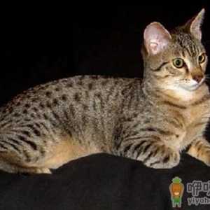 埃及猫怎么养？埃及猫的生活习性