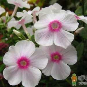 凤仙花的介绍-凤仙花的养殖方法