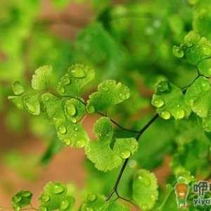铁线蕨的特征-铁线蕨的养殖方法