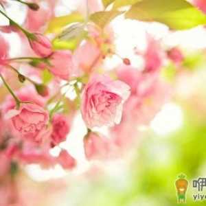 用花卉装饰客厅的方法