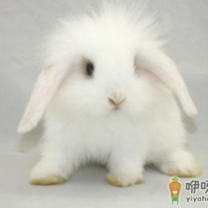 西施兔的产地是哪里？西施兔的兔笼怎么设计？