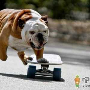 斗牛犬牙齿应该如何护理？