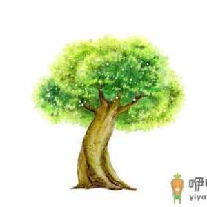 榕树是怎样的？怎么识别榕树？