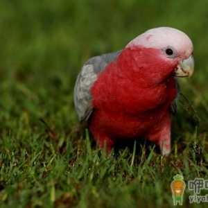粉红胸凤头鹦鹉如何繁殖？粉红胸凤头鹦鹉的饲养方法