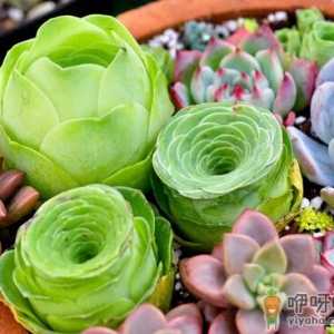 多肉植物怎么养？如何给多肉植物浇水？