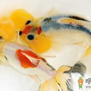 水泡金鱼有什么种类？水泡金鱼的特征