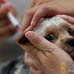 狗狗注射疫苗的误区 狗狗去医院注意事项