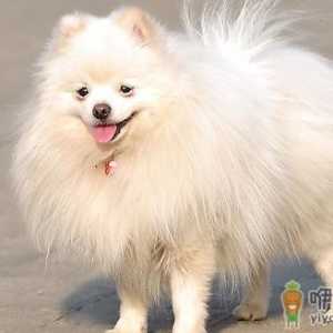 爱斯基摩犬多少钱一条？