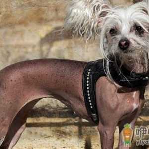 中国冠毛犬的特征-中国冠毛犬喂养方法