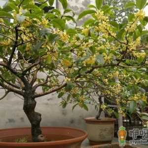 盆栽桂花不开花怎么办？