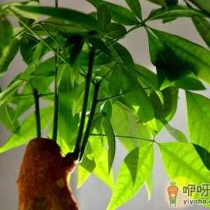 发财树小盆栽怎么养 发财树小盆栽的养殖方法