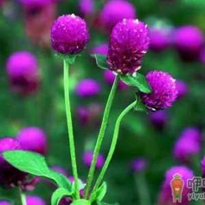 为什么植物会出现烂根的现象？