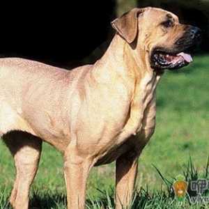 土佐犬是什么狗？土佐犬怎么养？