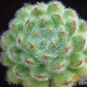 多肉植物如何进行叶插繁殖？