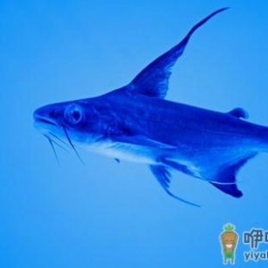 成吉思汗鱼的简介-成吉思汗鱼的价格