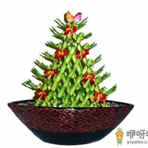 开运竹怎么养？开运竹养殖常见问题