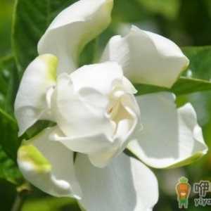 栀子花都有什么种类？栀子花对环境的要求