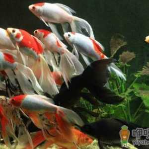 丹顶锦鲤的饲养环境要怎样才好？