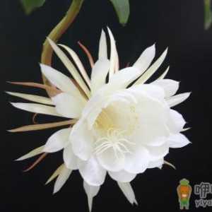 昙花对家居环境的影响-昙花是怎样的？