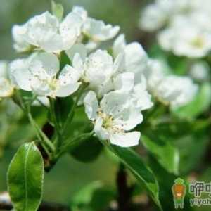 除了自来水还有什么水能浇花？
