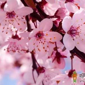 人间四月天 浅谈樱花意象