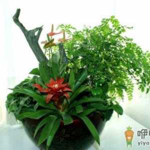 栽花的土壤和肥料的选择