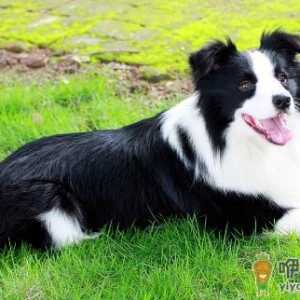 边境牧羊犬怎样训练？边境牧羊犬多少钱？