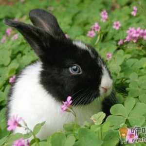荷兰兔的价格-荷兰兔多少钱能买到？