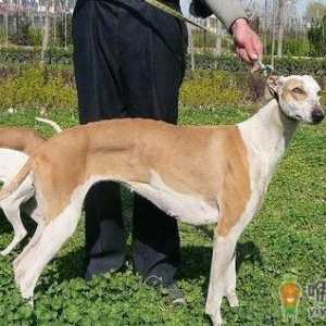 灵缇犬如何喂养？灵缇犬是什么狗？