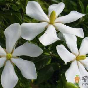 栀子花是什么？栀子花的养护方法