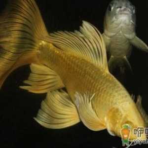 黄金锦鲤的简介-如何饲养黄金锦鲤？