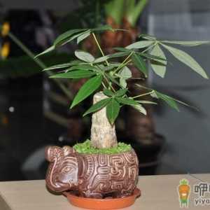 教你让发财树茎部肥大的方法