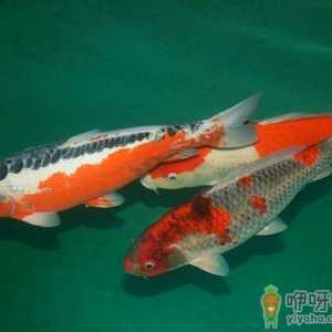 锦鲤鱼怎么养？如何对锦鲤鱼进行鱼病防治？
