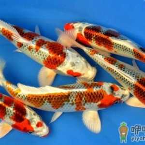 花纹皮光鲤的简介-花纹皮光鲤有什么简介？